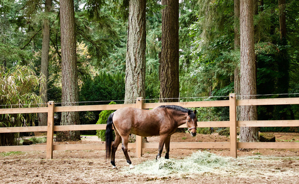 Explore the Barn Parkside Stables